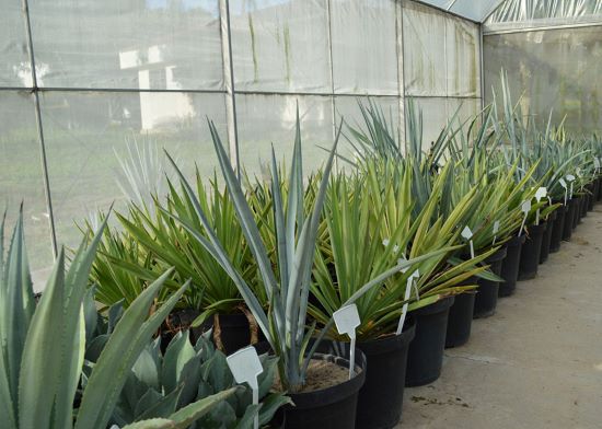 ALTERNATIVA  ][  Brasil investe em pesquisa com planta da tequila para produção de etanol